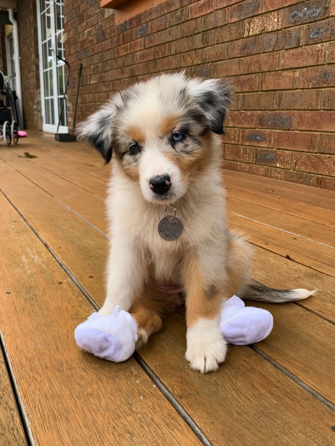AUSTRALIAN SHEPHERD PUPPY QWE5